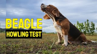 Sound To Make Beagle Howl [upl. by Julius798]