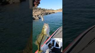 Dinks for days fishingshorts basstournament dropshot bassfishing shimanofishing sunline [upl. by Dranal]