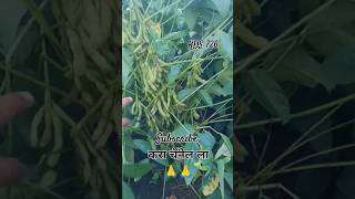 KDS 726 farming agriculture soyabin krushimitrashridhar viralshorts ytshorts youtubeshorts [upl. by Bish]