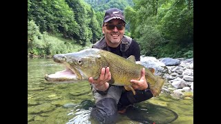 HUGE BIGGERS MARBLES MARMORATAS TROUTS  SIGHT FISHING  SLOVENIA  JUNE 2015 [upl. by Legnaros68]