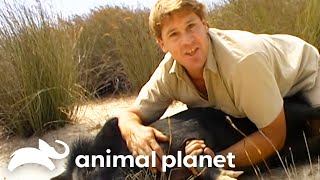 Steve Irwin Interacts With Razorbacks  Crocodile Hunter  Animal Planet [upl. by Marget]