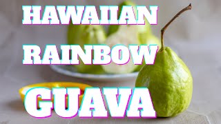 Dwarf Guava Hawaiian Rainbow  Psidium guajava Nana [upl. by Annahgiel]