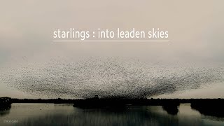 Starlings  into leaden skies [upl. by Hak]