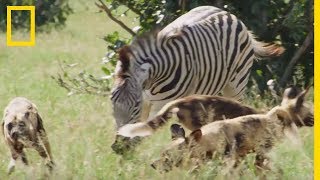 Un troupeau de zèbres fait face à une attaque de lycaons [upl. by Tavis]