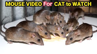 Ultimate Cat TV Mouse and Rat Sounds to Keep Your Cat Engaged Cats LOVE This Mouse and Rat Video [upl. by Stearne992]