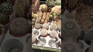 Cactus 🌵 What an amazing choice Bardill’s Garden Centre near Nottingham [upl. by Server]