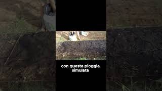 Come PROTEGGERE i SEMI degli SPINACI  GUARDA IL VIDEO COMPLETO shorts [upl. by Suoivatram]