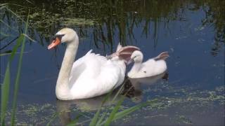 Mute Swans with cygnets [upl. by Elok]