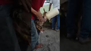 ALIMENTANDO TERNEROS toman leche del biberon gyrlechero animals shorts cow [upl. by Atteram983]