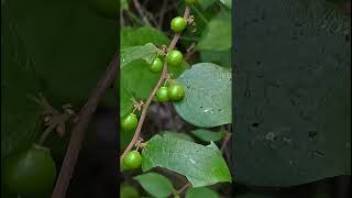 Ziziphus oenopolia Rhamnaceae family nature trending flowers forest garden wildflowersflora [upl. by Anayd951]