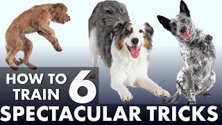 6 Impressive Dog Tricks That Are Easier Than You Think [upl. by Noskcire649]