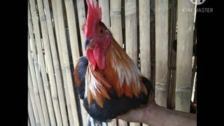 ❤❤❤DARAG CHICKEN Harvesting again thanks God for the blessing vlog 123❤❤❤ [upl. by Cissej]