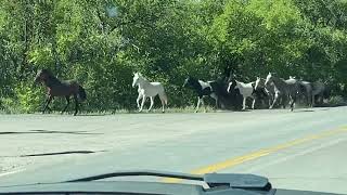 The wild horses of Placitas New Mexico September 15 2023 [upl. by Krm]