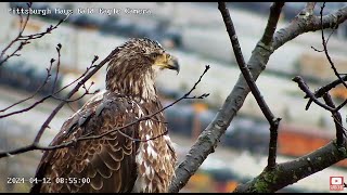 Hays Eagles Nest has a beautiful Sub Adult Eagle Visitor 41224 [upl. by Eckmann326]