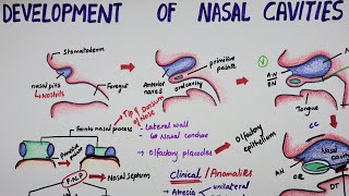 Development Of Nasal Cavities  Embryology [upl. by Alyak]