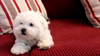 11 Week old Fanfare Maltese Puppy [upl. by Enneira392]