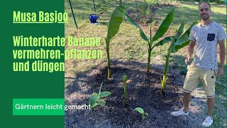 Musa Basjoo  Winterharte Banane 🍌 vermehren  pflanzen und düngen [upl. by Venita251]