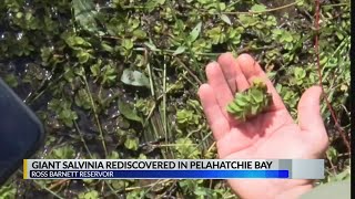 Giant Salvinia rediscovered [upl. by Aranat]