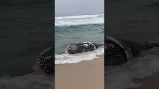 Brasillamentável um filhote de baleia morto enter posto 6 e o 5 praia da Barra Da Tijuca [upl. by Kreiker162]