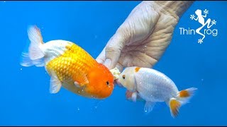 4 Best Goldfish Foods [upl. by Esdnil]