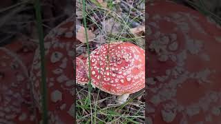 Never eat this fungi education nature teacher youtube shortsvideo [upl. by Anihsak]