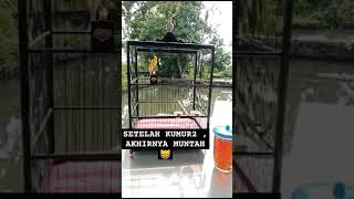 GIBOSCOTHBELGI kicaumania kicaubird kicaumanianusantara burungkenarisuperistimewa [upl. by Aicilaanna]