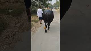 Top quality khiri katadi😍 song 🎵 shorts youtubeshorts AShortADay Y2 Dairy Farm [upl. by Evod]