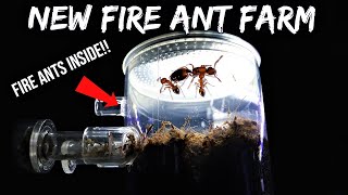 FIRE ANTS REACT TO THEIR NEW ANT FARM  Their First Time Digging Tunnels [upl. by Burchett]