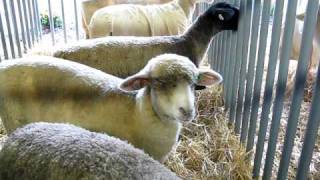 Sheep Bleating Bloomsburg Fair Bloomsburg Pennsylvania [upl. by Luca]