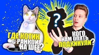 Где КОТИК с раной на шее КОГО нам опять ПОДКИНУЛИ  SANI vlog [upl. by Tlaw909]