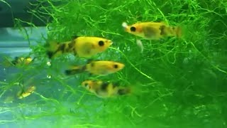 How to breed mollies  different methods for breeding molly fish guppy and other livebearers [upl. by Aneerehs286]