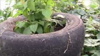 Growing potatoes in Tires without Soil  Part 3 [upl. by Farra]