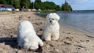 Surprising My Maltese Puppies With a Beachfront Home 🏖 [upl. by Oicnoel]