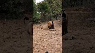 Lion 🔥roar 🔥🦁 animals wildlife lionkingdom safari shortsfeed shortvideo shorts viralvideo [upl. by Sisxela498]