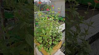 Multicolour zinnias in one pot flowers zinnias pots terracegarden happygardening [upl. by Silvestro]