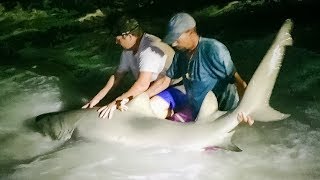 Catching BIG SHARKS from the Beach  Destin Florida [upl. by Pokorny3]