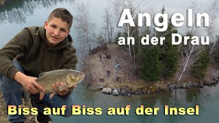 Fischen an der Drau  Biss auf Biss auf der Insel  Angeln am Fluss auf Döbel und Brachsen  Brassen [upl. by Neirb]