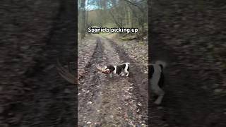 Springer Spaniels picking up on pheasant shoot gundog spaniel hunting pheasant [upl. by Dorris]