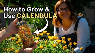 CALENDULA How to Grow amp Use This Beneficial Companion Plant [upl. by Dahaf]