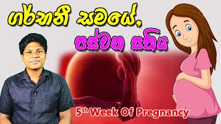 Pregnancy 5th Week  Sinhala Medical Review  අම්මයි බබයි [upl. by Duj817]