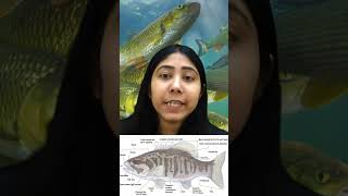 Osteichthyes  Characteristics amp Examples  Pisces Classification  Biology  Class11  Adhyayanta [upl. by Yttik811]