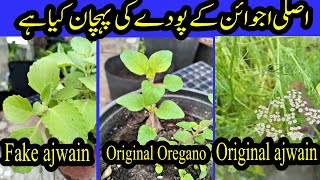 Whats a Difference Between Original Ajwain and Oregano Plant [upl. by Eehsar802]