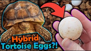 Our Sulcata and Leopard Tortoise had Eggs [upl. by Ignatzia]