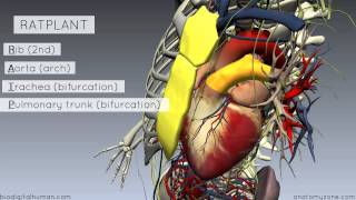 Sternal Angle  Angle of Louis  3D Anatomy Tutorial [upl. by Mylander782]