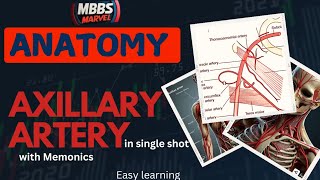 Axillary artery anatomy  Branches and Relations । MBBS Marvel। Mnemonics [upl. by Alemahs]