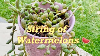 String of Watermelons Propagation Senecio  Curio Herreianus Succulent Propagation [upl. by Thaddaus]