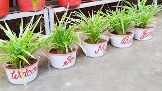 Spider plant repotting [upl. by Eiramlatsyrc]