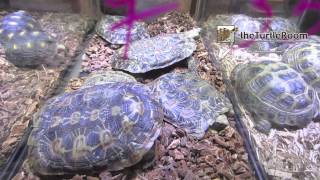 Turtles  Hamburg Reptile Expo [upl. by Pedrick949]