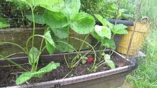 Using Bird Netting for Strawberry ContainersBerries  MFG 2014 [upl. by Kathlene]