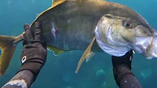 Spearfishing June 2024 Faial Azores [upl. by Gorton782]